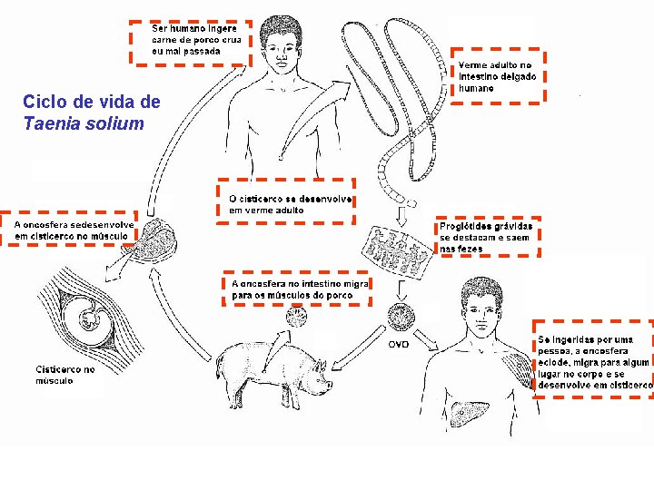 Ciclo de vida de Taenia solium 