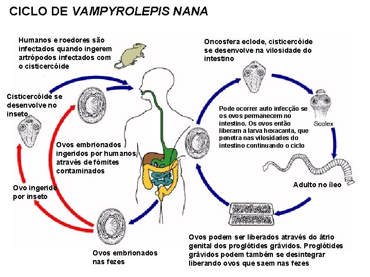 CICLO DE VAMPYROLEPIS NANA Humanos e roedores são infectados quando ingerem artrópodos infectados com
