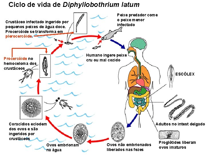 Ciclo de vida de Diphyllobothrium latum Crustáceo infectado ingerido por pequenos peixes de água