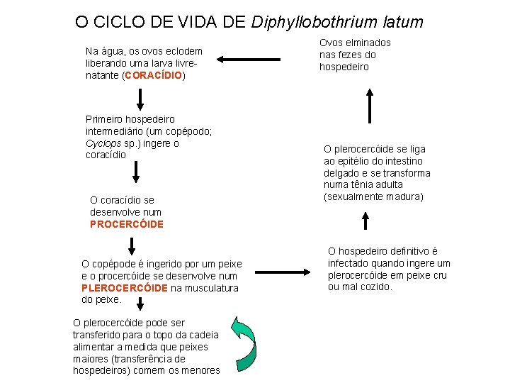 O CICLO DE VIDA DE Diphyllobothrium latum Na água, os ovos eclodem liberando uma