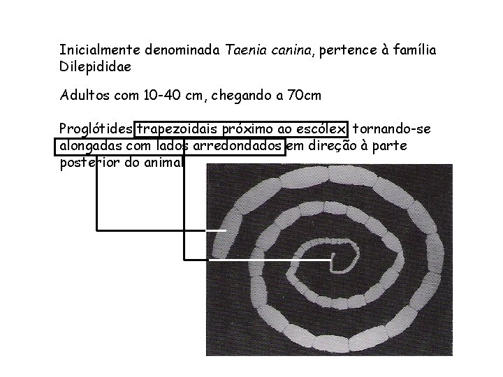 Inicialmente denominada Taenia canina, pertence à família Dilepididae Adultos com 10 -40 cm, chegando