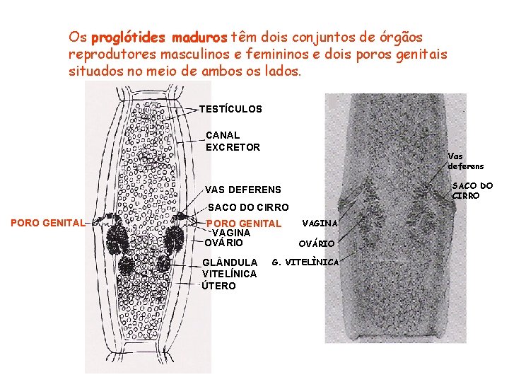 Os proglótides maduros têm dois conjuntos de órgãos reprodutores masculinos e femininos e dois