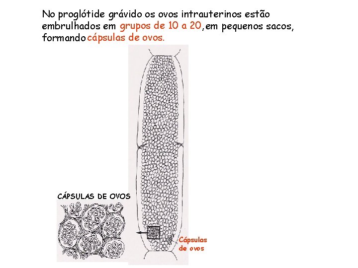No proglótide grávido os ovos intrauterinos estão embrulhados em grupos de 10 a 20,