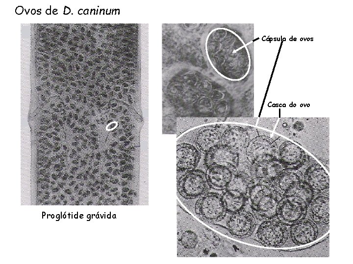 Ovos de D. caninum Cápsula de ovos Casca do ovo Proglótide grávida 