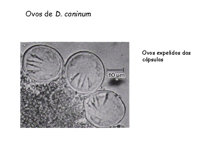 Ovos de D. caninum Ovos expelidos das cápsulas 