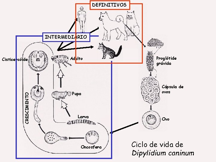 DEFINITIVOS INTERMEDIÁRIO CRESCIMENTO Cisticercóide Adulto Pupa Larva Oncosfera Proglótide grávida Cápsula de ovos Ovo