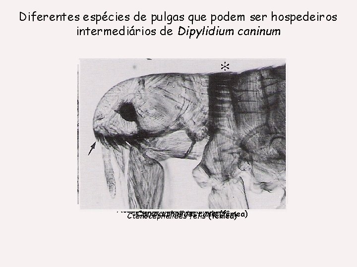 Diferentes espécies de pulgas que podem ser hospedeiros intermediários de Dipylidium caninum Pulexfasciatus irritans