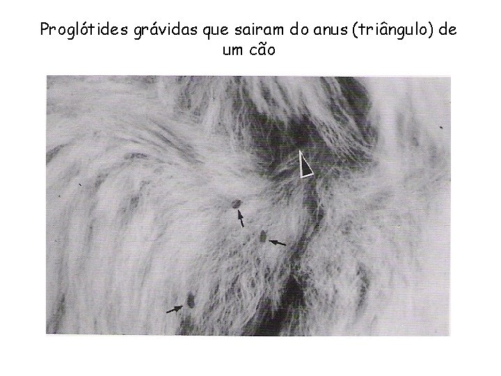 Proglótides grávidas que sairam do anus (triângulo) de um cão 