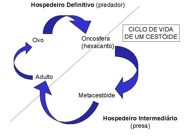 Hospedeiro Definitivo (predador) Ovo Oncosfera (hexacanto) CICLO DE VIDA DE UM CESTÓIDE Adulto Metacestóide