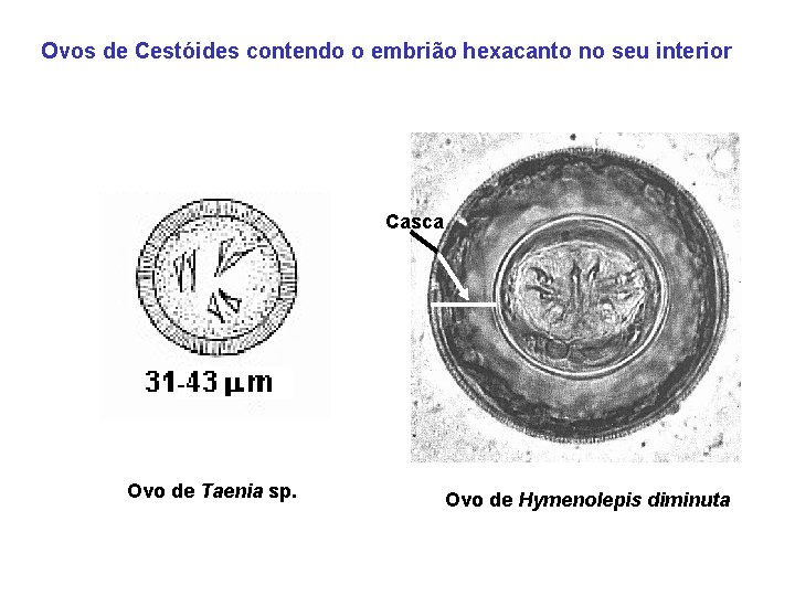 Ovos de Cestóides contendo o embrião hexacanto no seu interior Casca Ovo de Taenia