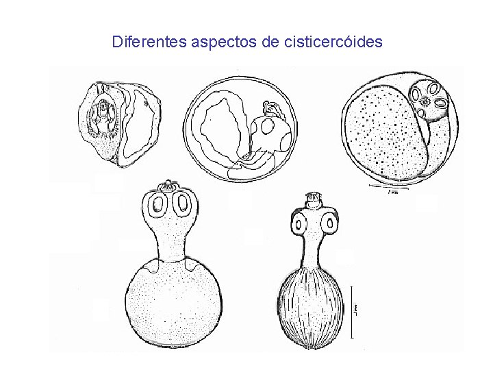 Diferentes aspectos de cisticercóides 