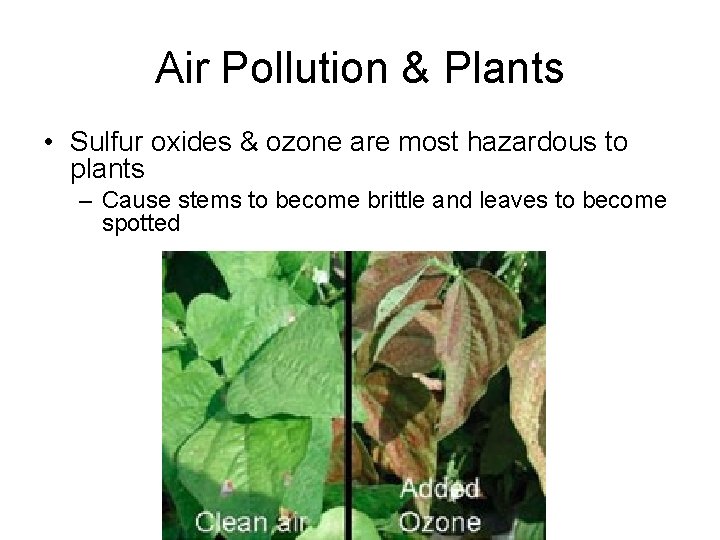 Air Pollution & Plants • Sulfur oxides & ozone are most hazardous to plants