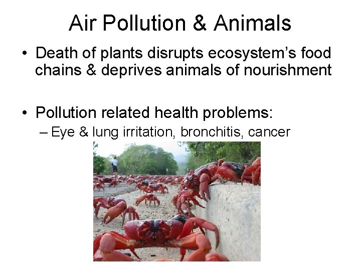 Air Pollution & Animals • Death of plants disrupts ecosystem’s food chains & deprives