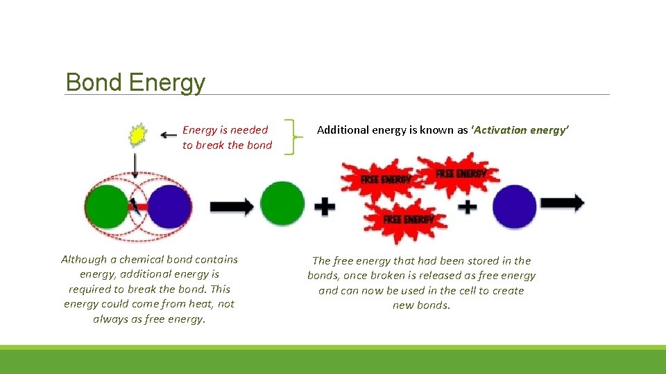 Bond Energy is needed to break the bond Although a chemical bond contains energy,
