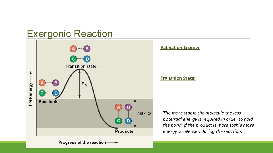 Exergonic Reaction Activation Energy: Transition State: The more stable the molecule the less potential