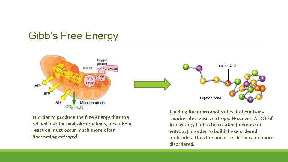 Gibb’s Free Energy In order to produce the free energy that the cell will