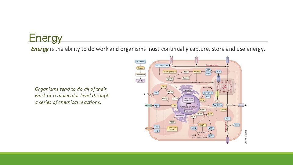 Energy is the ability to do work and organisms must continually capture, store and