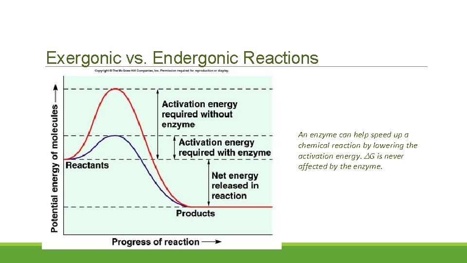 Exergonic vs. Endergonic Reactions An enzyme can help speed up a chemical reaction by