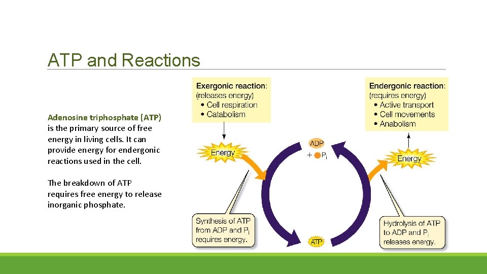 ATP and Reactions Adenosine triphosphate (ATP) is the primary source of free energy in