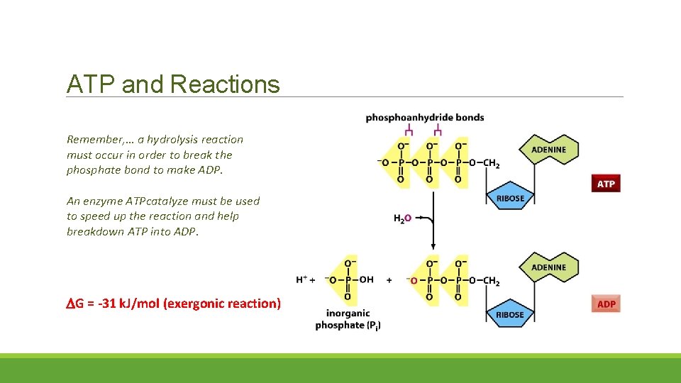 ATP and Reactions Remember, … a hydrolysis reaction must occur in order to break