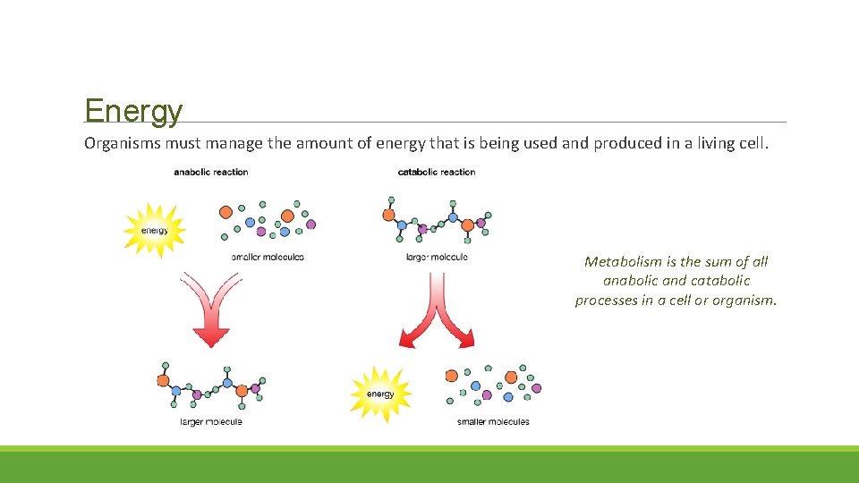 Energy Organisms must manage the amount of energy that is being used and produced