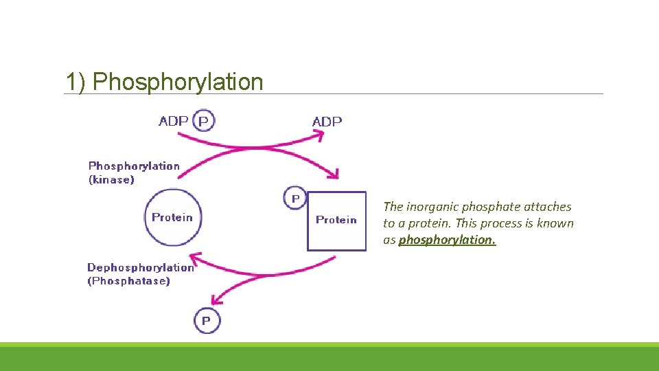 1) Phosphorylation The inorganic phosphate attaches to a protein. This process is known as