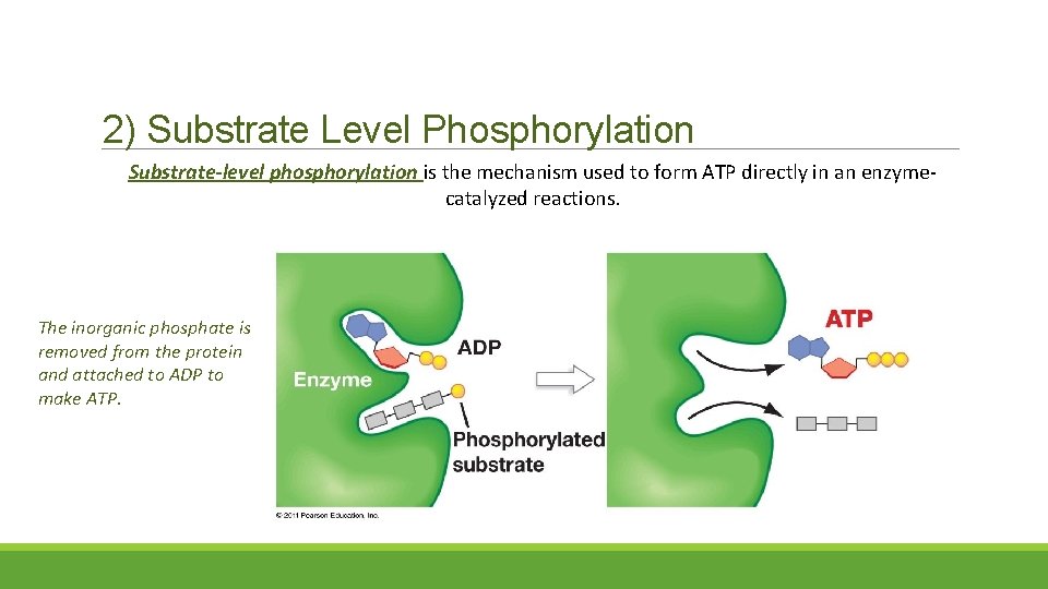 2) Substrate Level Phosphorylation Substrate-level phosphorylation is the mechanism used to form ATP directly