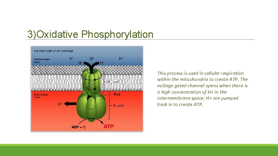 3)Oxidative Phosphorylation This process is used in cellular respiration within the mitochondria to create