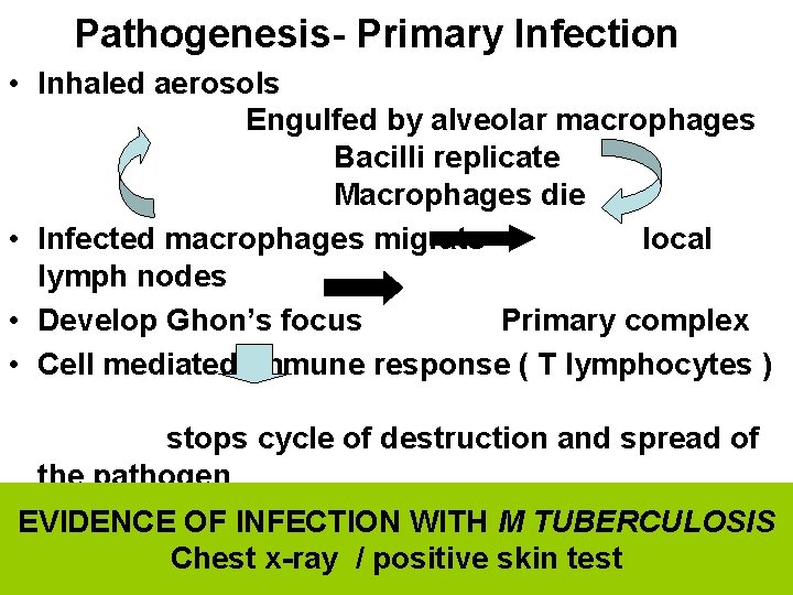 Pathogenesis- Primary Infection • Inhaled aerosols Engulfed by alveolar macrophages Bacilli replicate Macrophages die