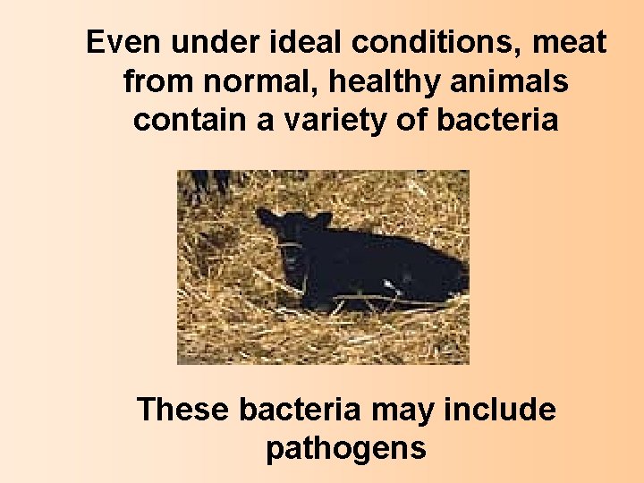 Even under ideal conditions, meat from normal, healthy animals contain a variety of bacteria