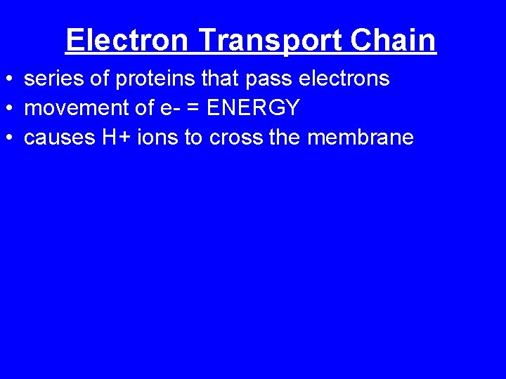 Electron Transport Chain • series of proteins that pass electrons • movement of e-