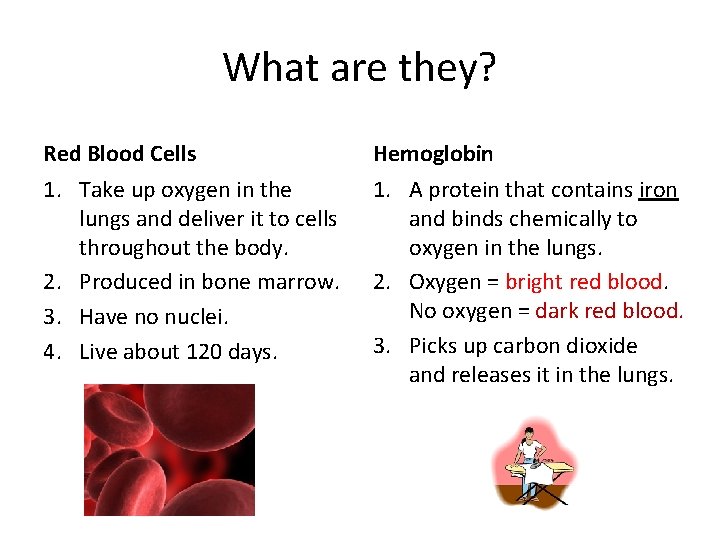 What are they? Red Blood Cells Hemoglobin 1. Take up oxygen in the lungs