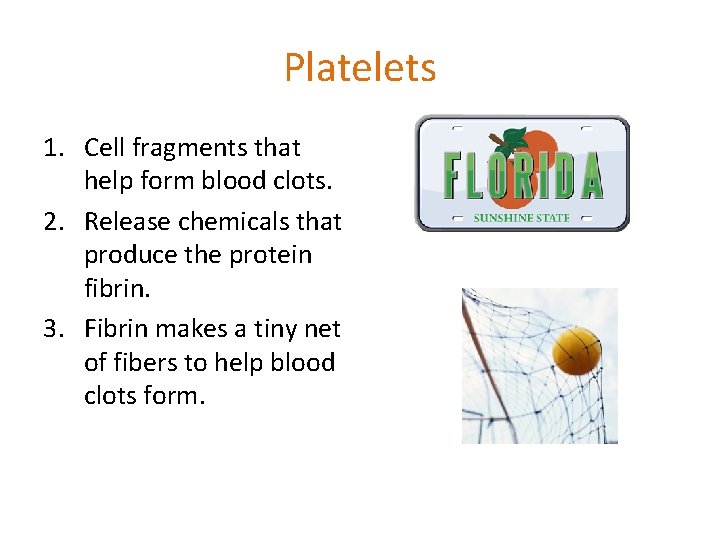 Platelets 1. Cell fragments that help form blood clots. 2. Release chemicals that produce