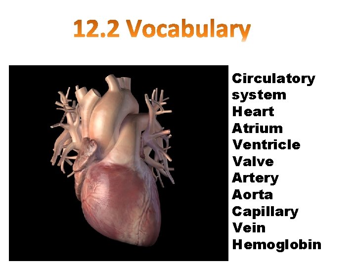 Circulatory system Heart Atrium Ventricle Valve Artery Aorta Capillary Vein Hemoglobin 