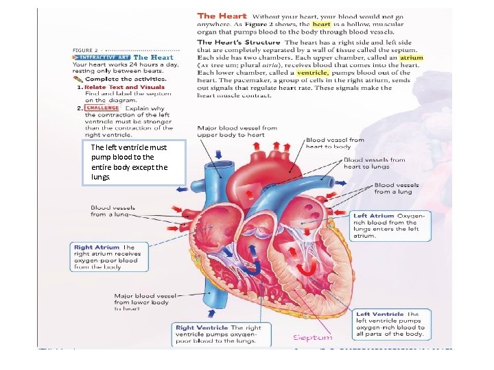 The left ventricle must pump blood to the entire body except the lungs. 