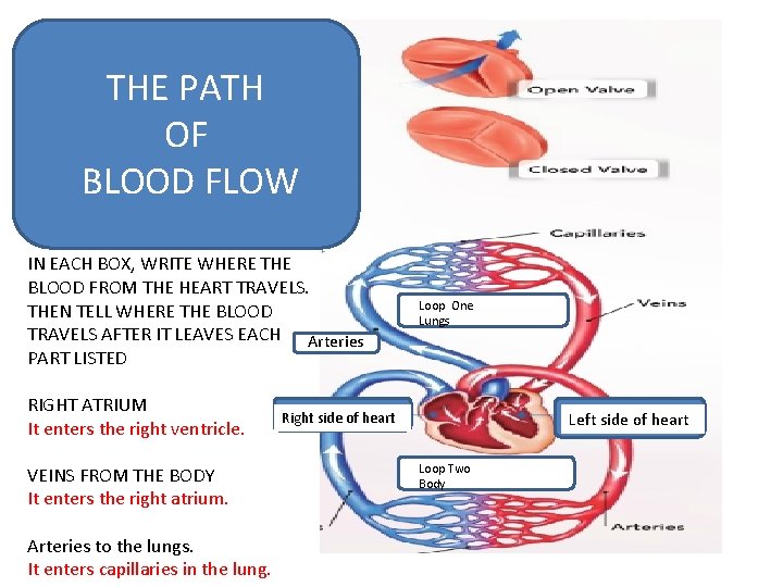 THE PATH OF BLOOD FLOW IN EACH BOX, WRITE WHERE THE BLOOD FROM THE