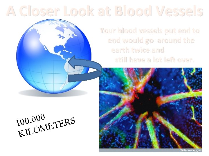 A Closer Look at Blood Vessels Your blood vessels put end to end would