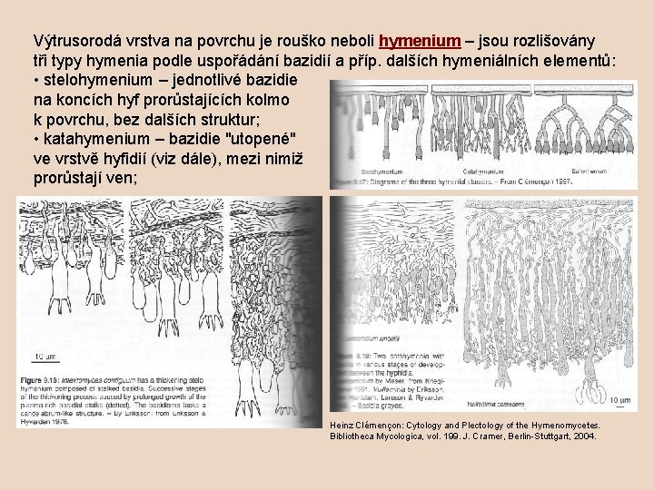 Výtrusorodá vrstva na povrchu je rouško neboli hymenium – jsou rozlišovány tři typy hymenia