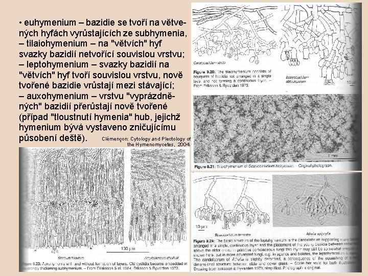  • euhymenium – bazidie se tvoří na větvených hyfách vyrůstajících ze subhymenia, –