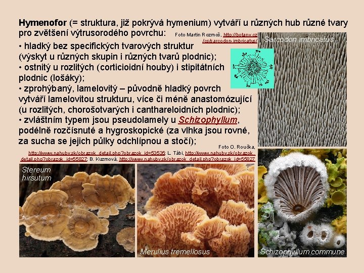 Hymenofor (= struktura, již pokrývá hymenium) vytváří u různých hub různé tvary pro zvětšení