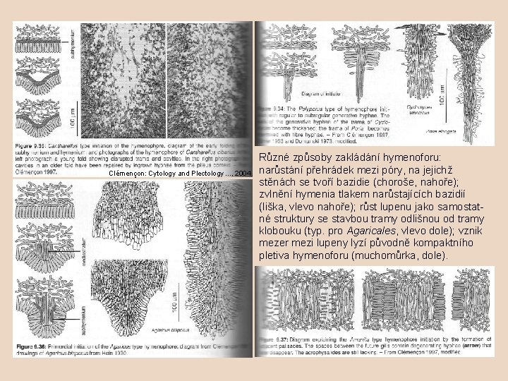 Clémençon: Cytology and Plectology. . . , 2004. Různé způsoby zakládání hymenoforu: narůstání přehrádek