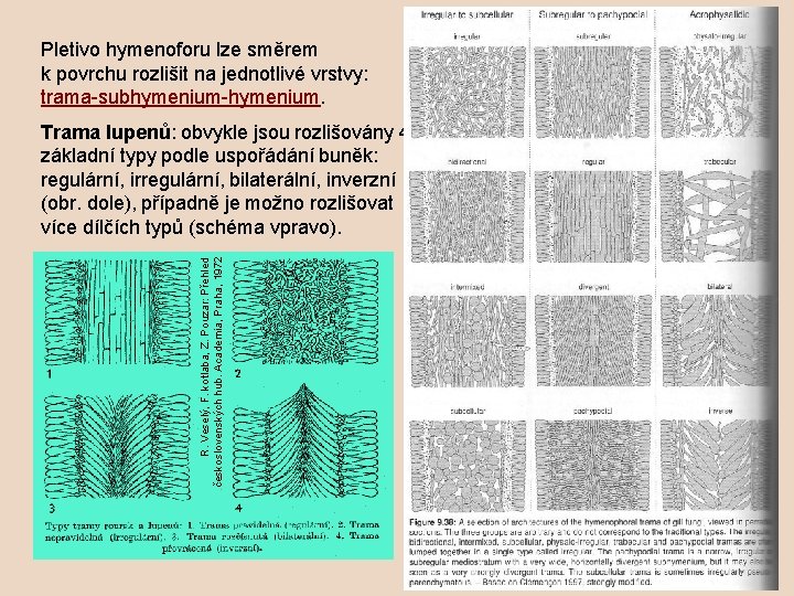Pletivo hymenoforu lze směrem k povrchu rozlišit na jednotlivé vrstvy: trama-subhymenium-hymenium. R. Veselý, F.