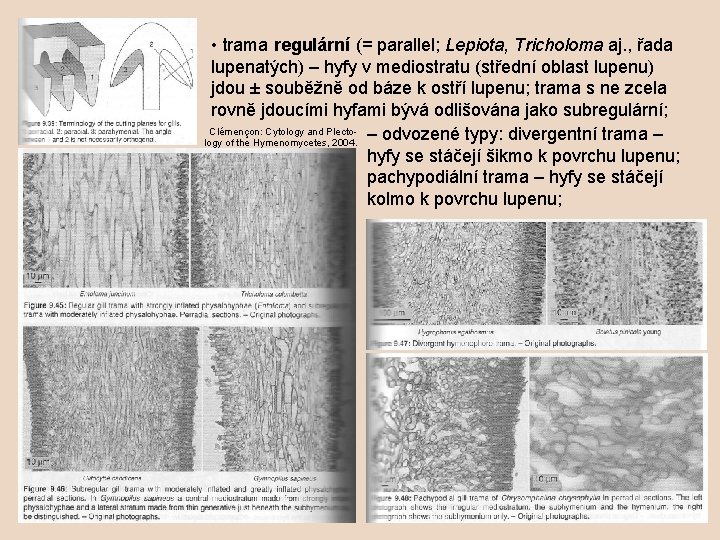  • trama regulární (= parallel; Lepiota, Tricholoma aj. , řada lupenatých) – hyfy