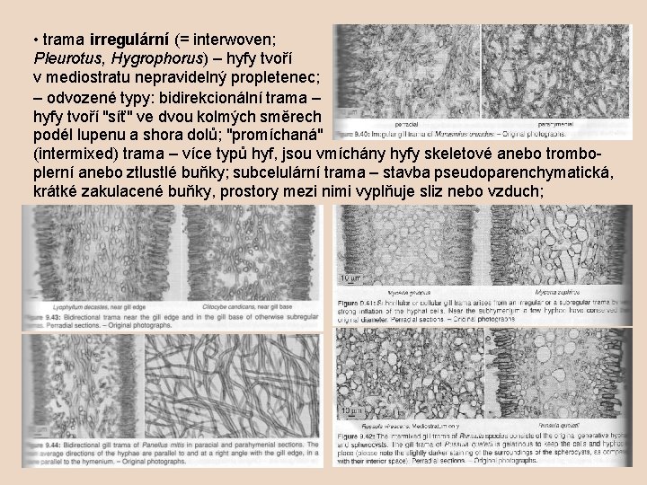  • trama irregulární (= interwoven; Pleurotus, Hygrophorus) – hyfy tvoří v mediostratu nepravidelný