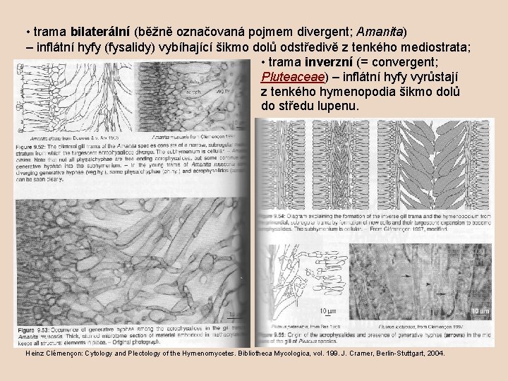  • trama bilaterální (běžně označovaná pojmem divergent; Amanita) – inflátní hyfy (fysalidy) vybíhající