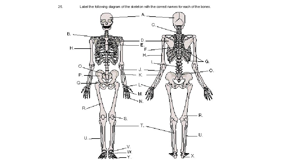 25. Label the following diagram of the skeleton with the correct names for each 25. Label the following diagram of the skeleton with the correct names for each