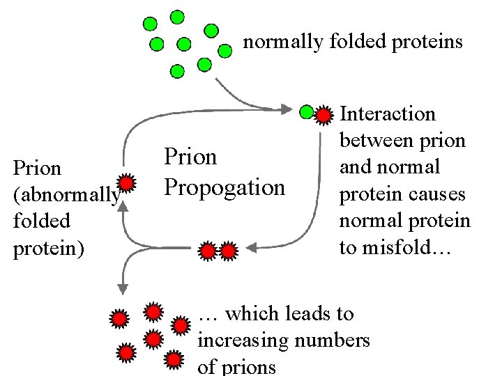 normally folded proteins Prion (abnormally folded protein) Prion Propogation Interaction between prion and normal