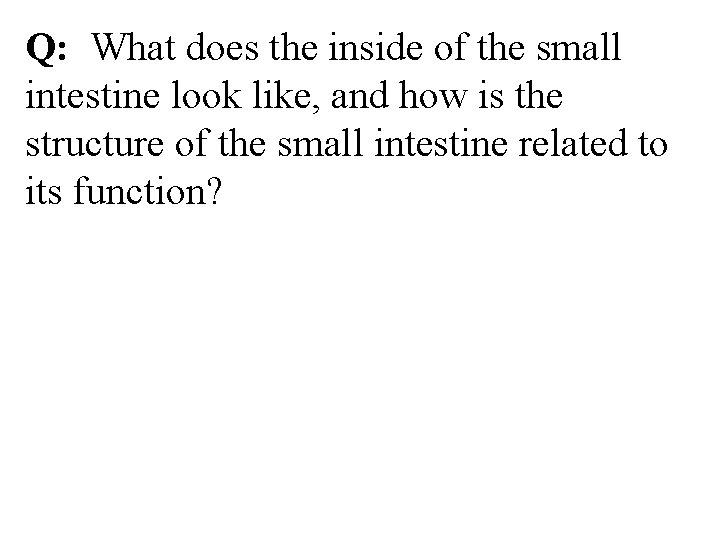 Q: What does the inside of the small intestine look like, and how is