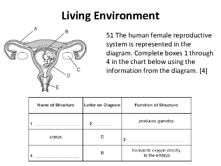 Living Environment 51 The human female reproductive system is represented in the diagram. Complete