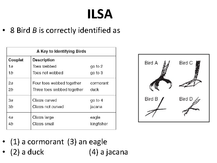 ILSA • 8 Bird B is correctly identified as • (1) a cormorant (3)
